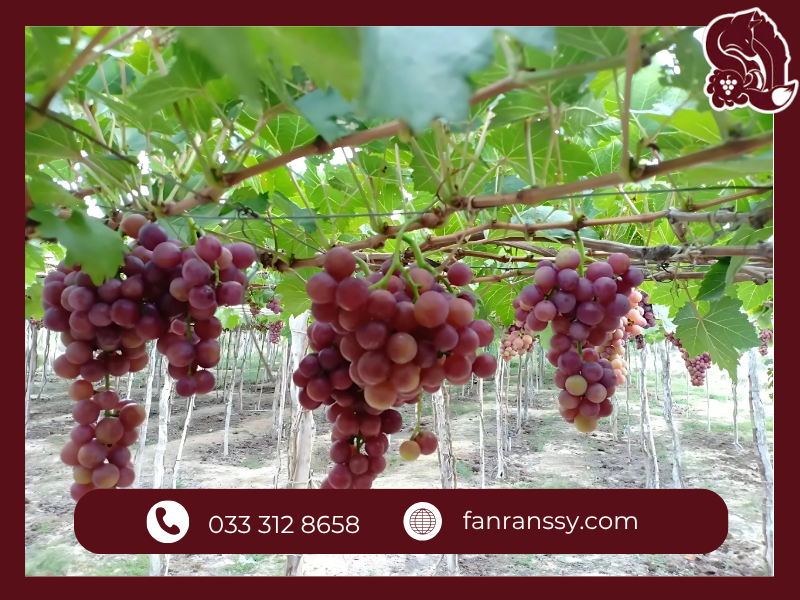 Đặc Sản Phan Rang – FANRANSSY Nước Nho Thượng Hạng Nho Ninh Thuận – Trái ngọt nổi bật giữa lòng đặc sản